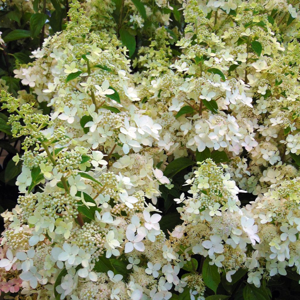 Syyshortensia Confetti