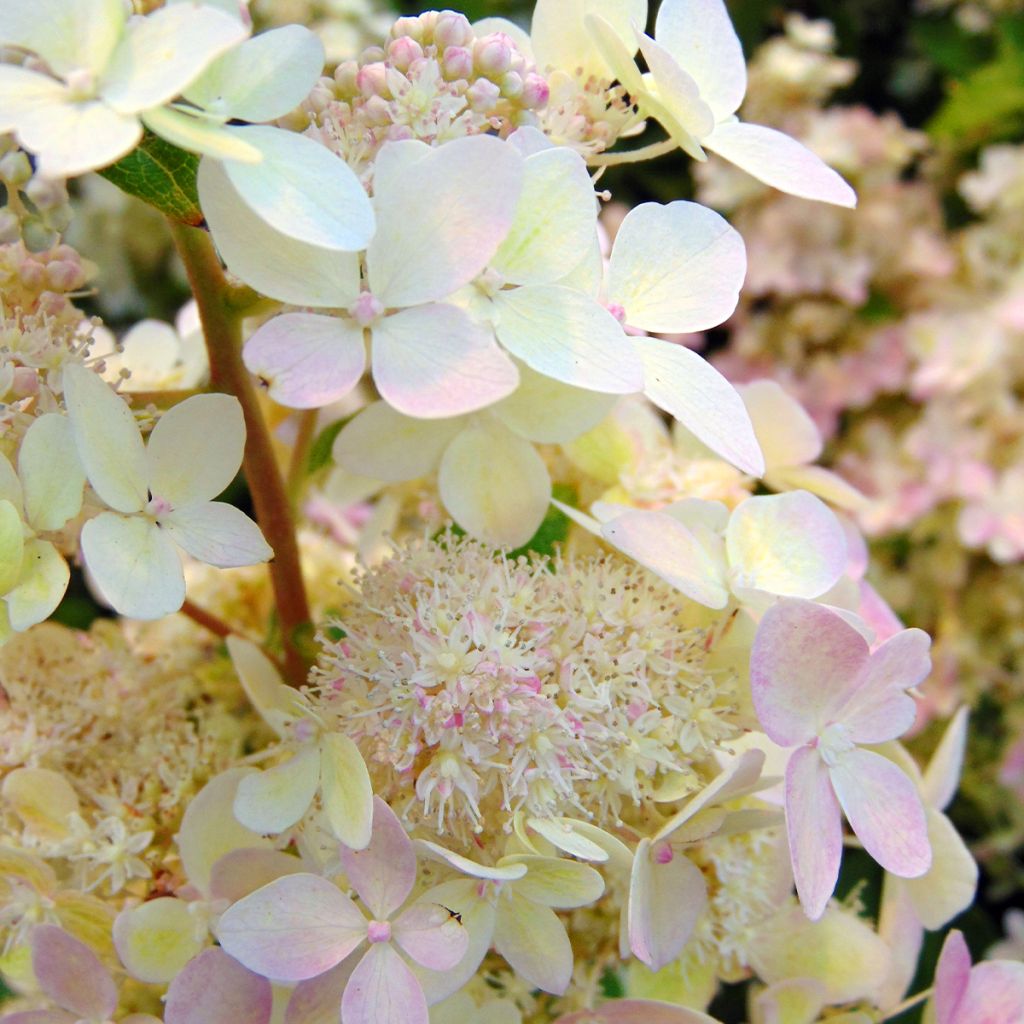 Syyshortensia Confetti