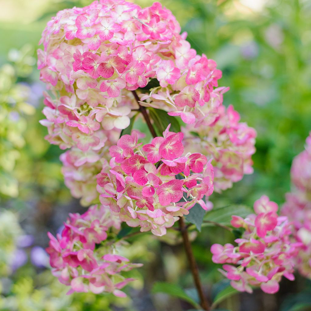 Syyshortensia Framboisine