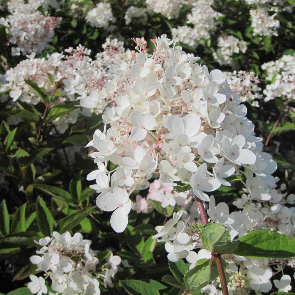 Syyshortensia Grandiflora
