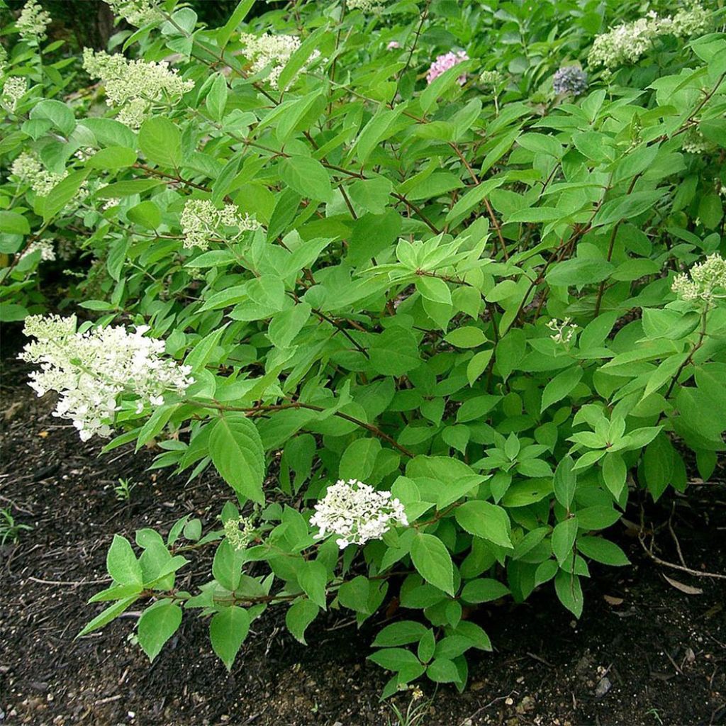 Syyshortensia Grandiflora