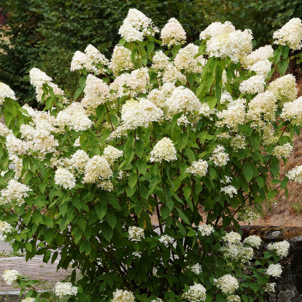 Syyshortensia Grandiflora