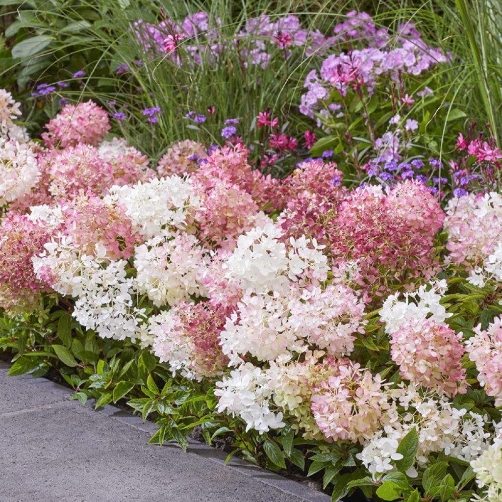 Syyshortensia Groundbreaker Blush