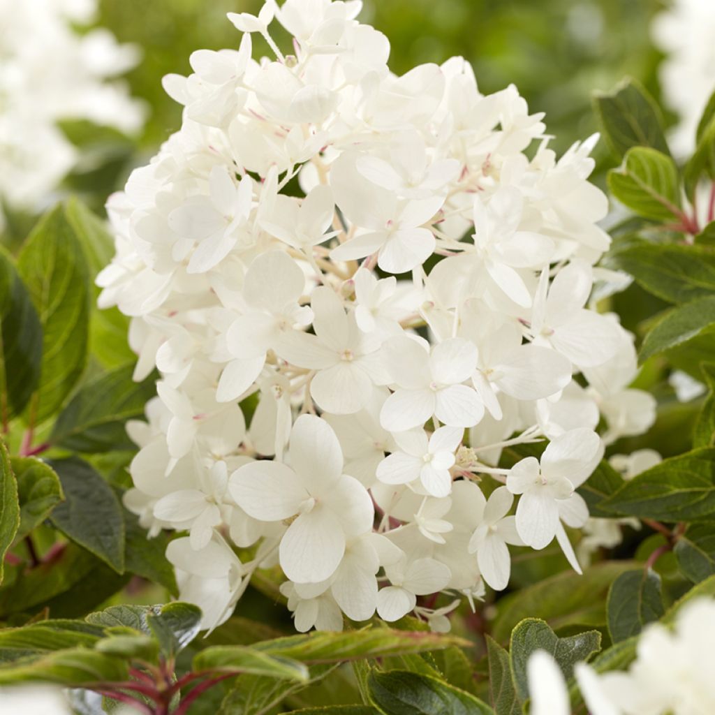 Syyshortensia Groundbreaker Blush