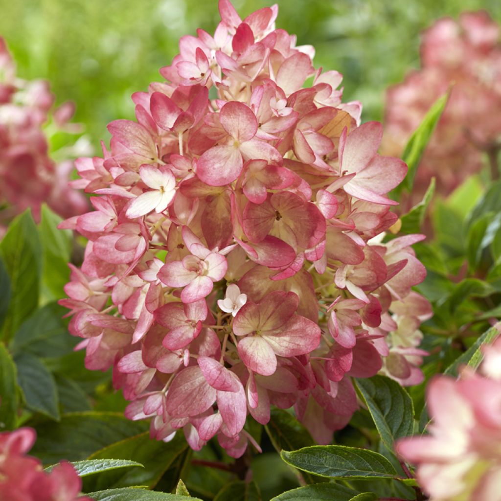 Syyshortensia Groundbreaker Blush