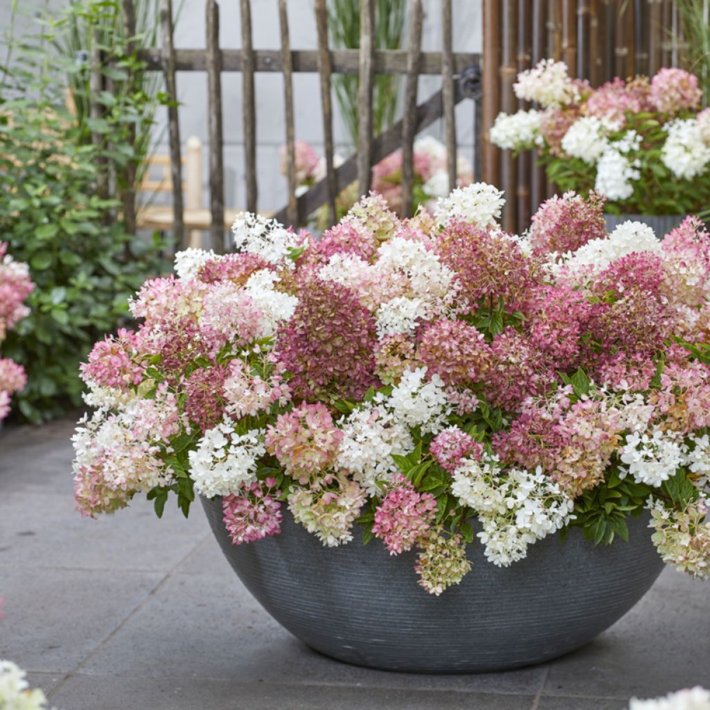 Syyshortensia Groundbreaker Blush