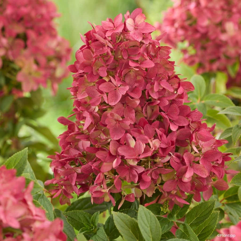 Syyshortensia Groundbreaker Ruby