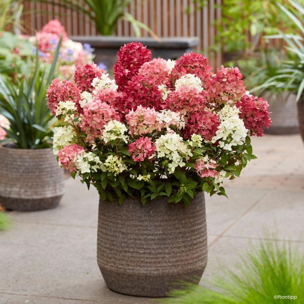 Syyshortensia Groundbreaker Ruby