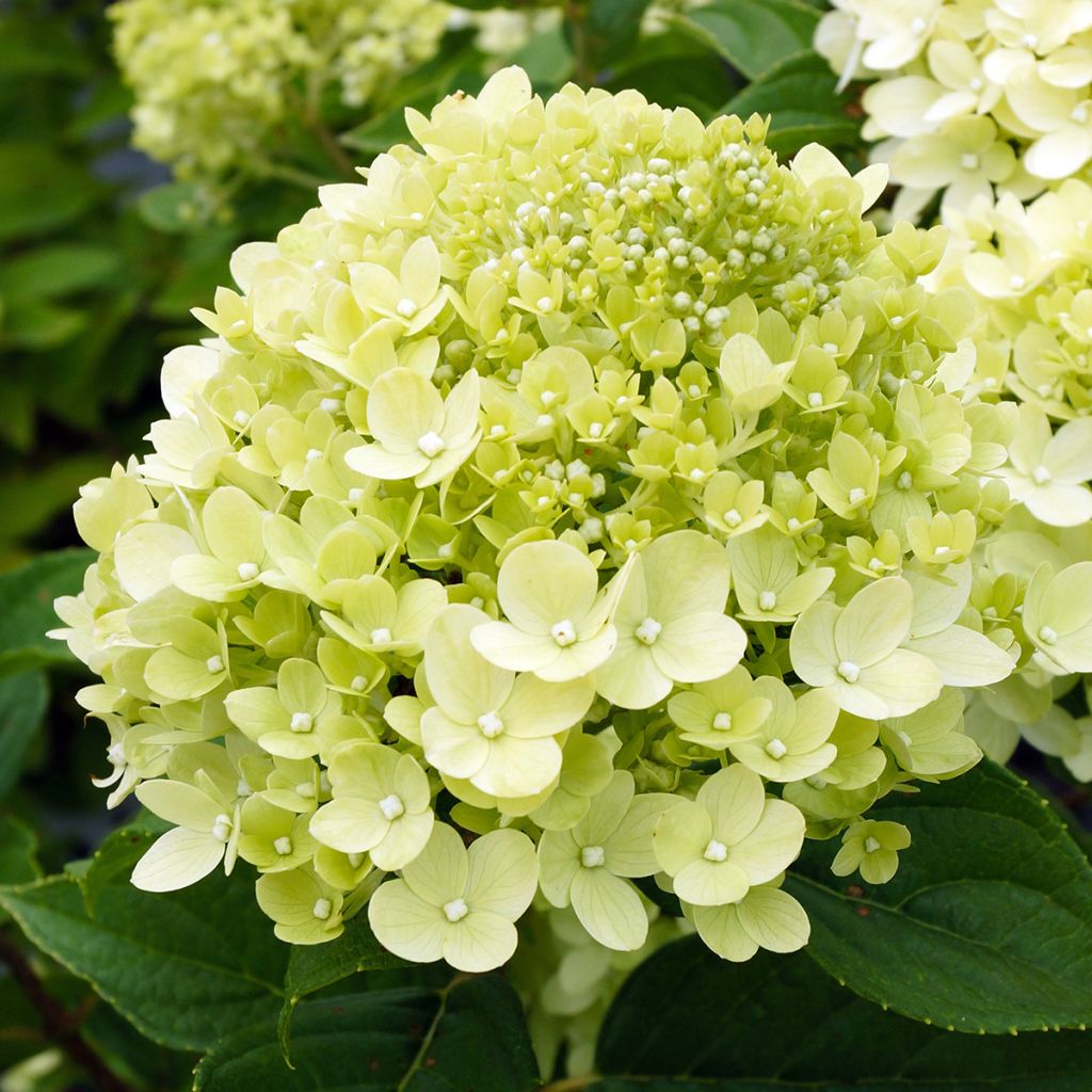Syyshortensia Little Lime