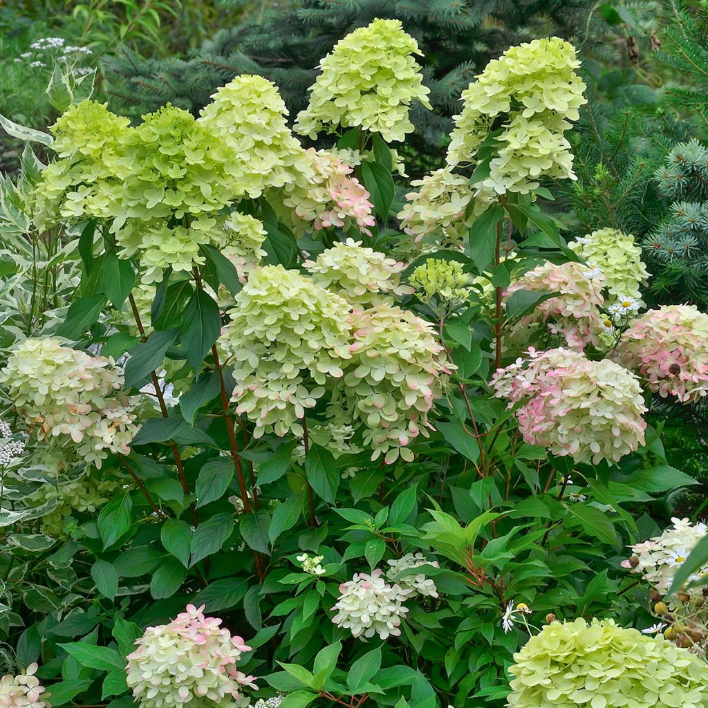 Syyshortensia Little Lime