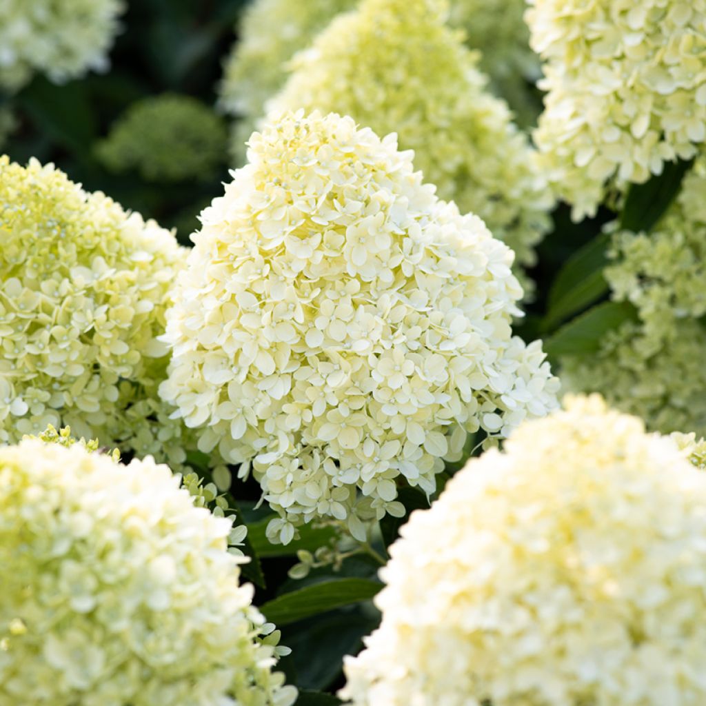 Syyshortensia Living Cotton Cream