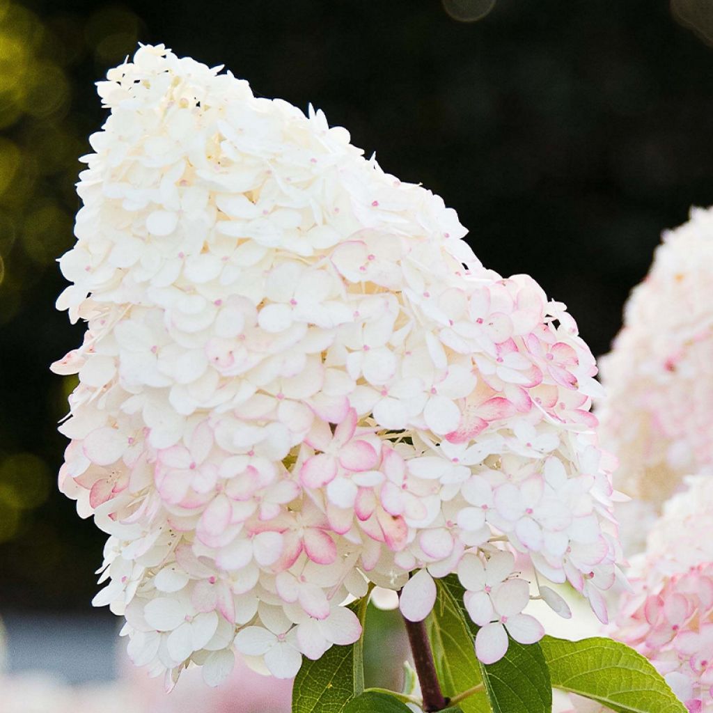 Syyshortensia Living Pink & Rose