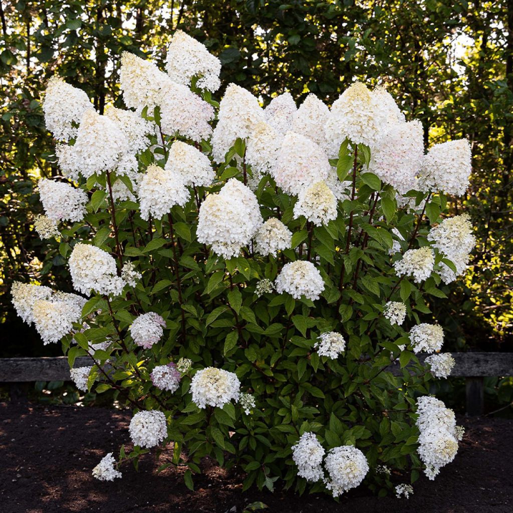 Syyshortensia Living Pink & Rose