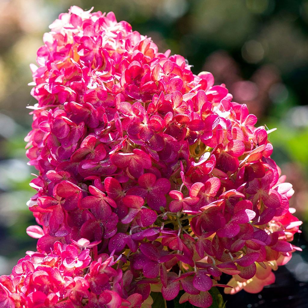 Syyshortensia Living Pink & Rose