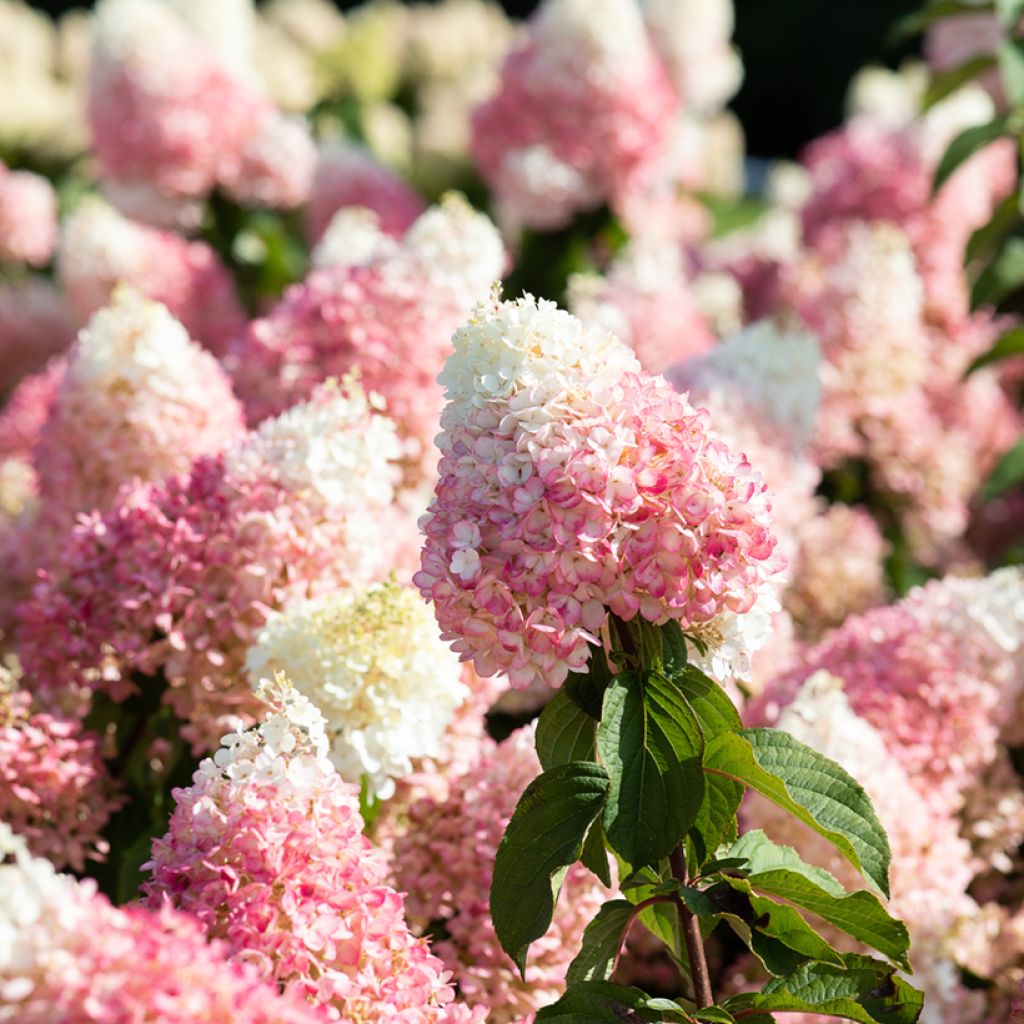 Syyshortensia Living Strawberry Blossom