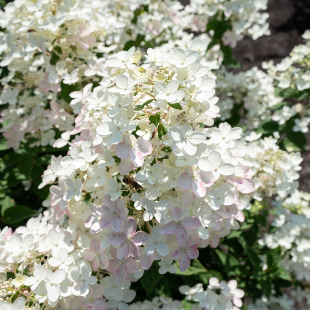 Syyshortensia Living Touch of Pink