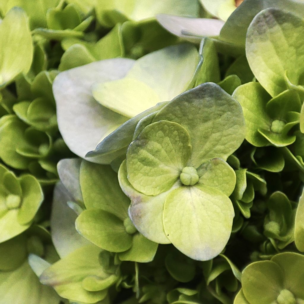 Syyshortensia Mojito
