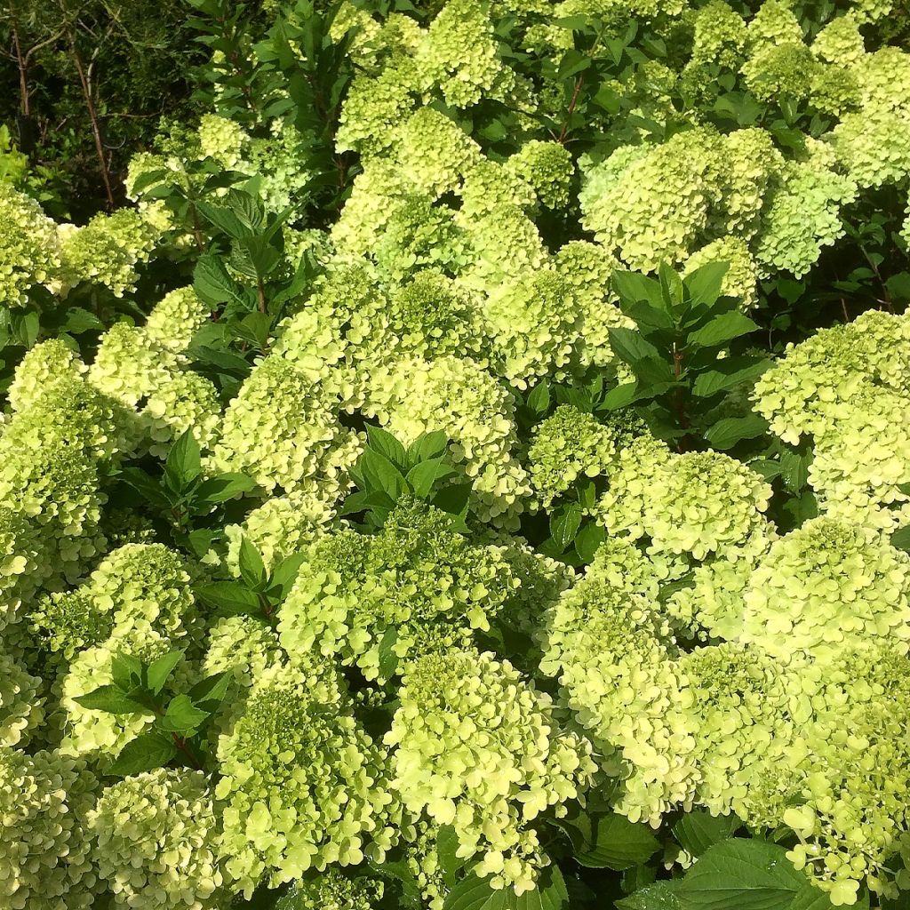 Syyshortensia Mojito