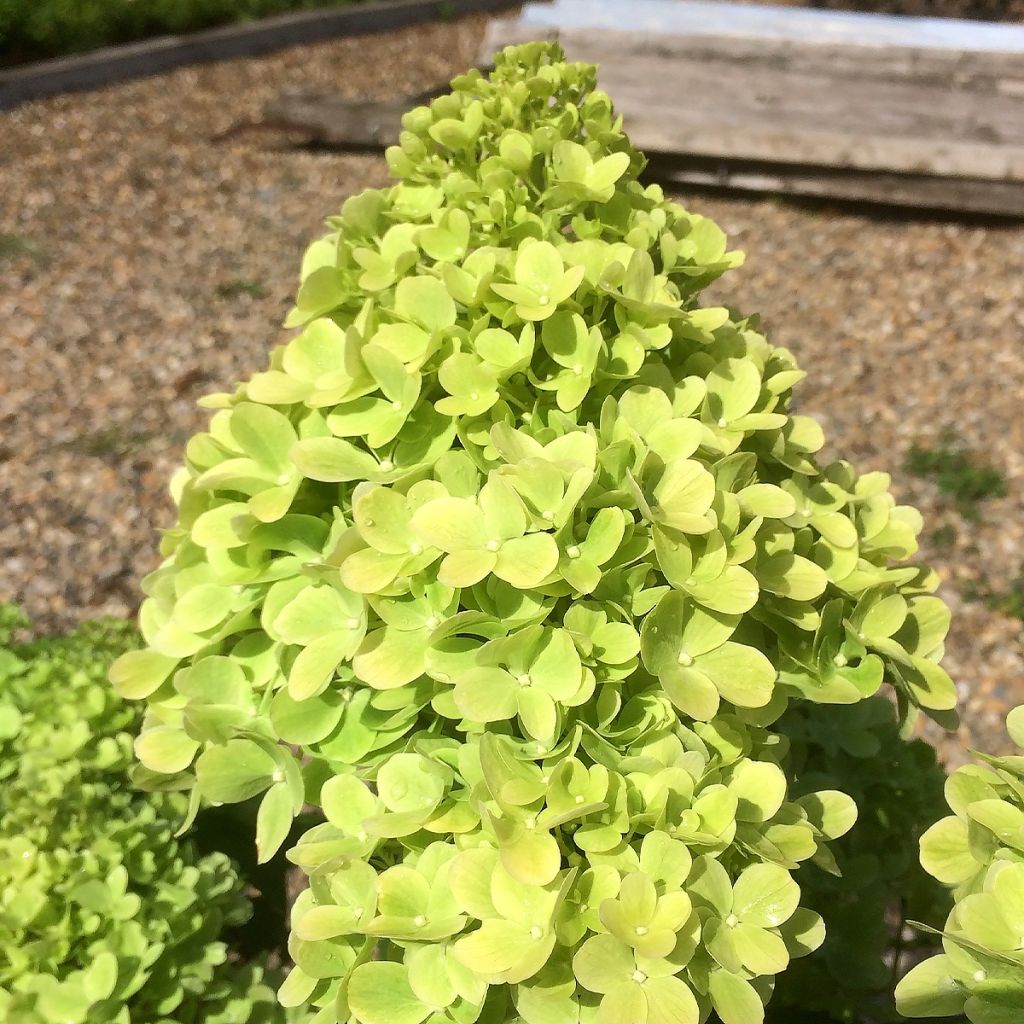 Syyshortensia Mojito