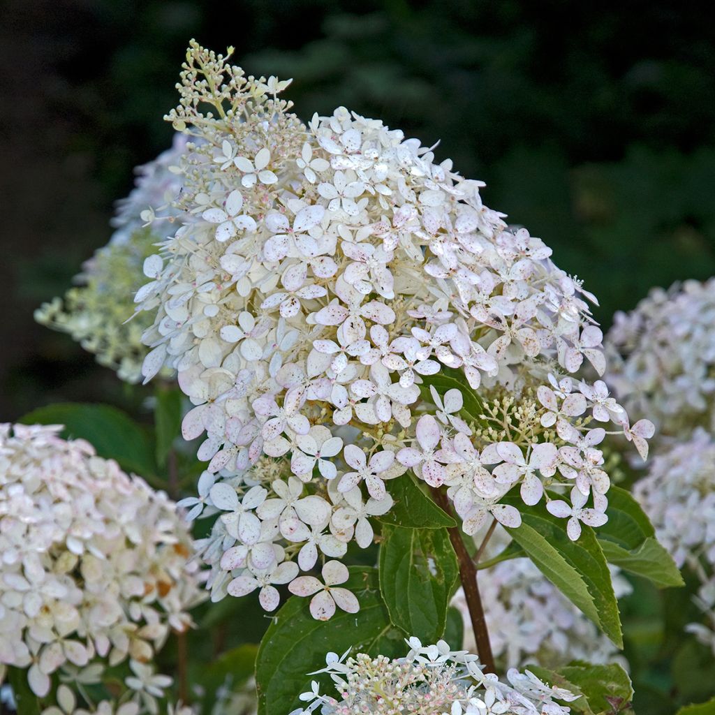 Syyshortensia Phantom