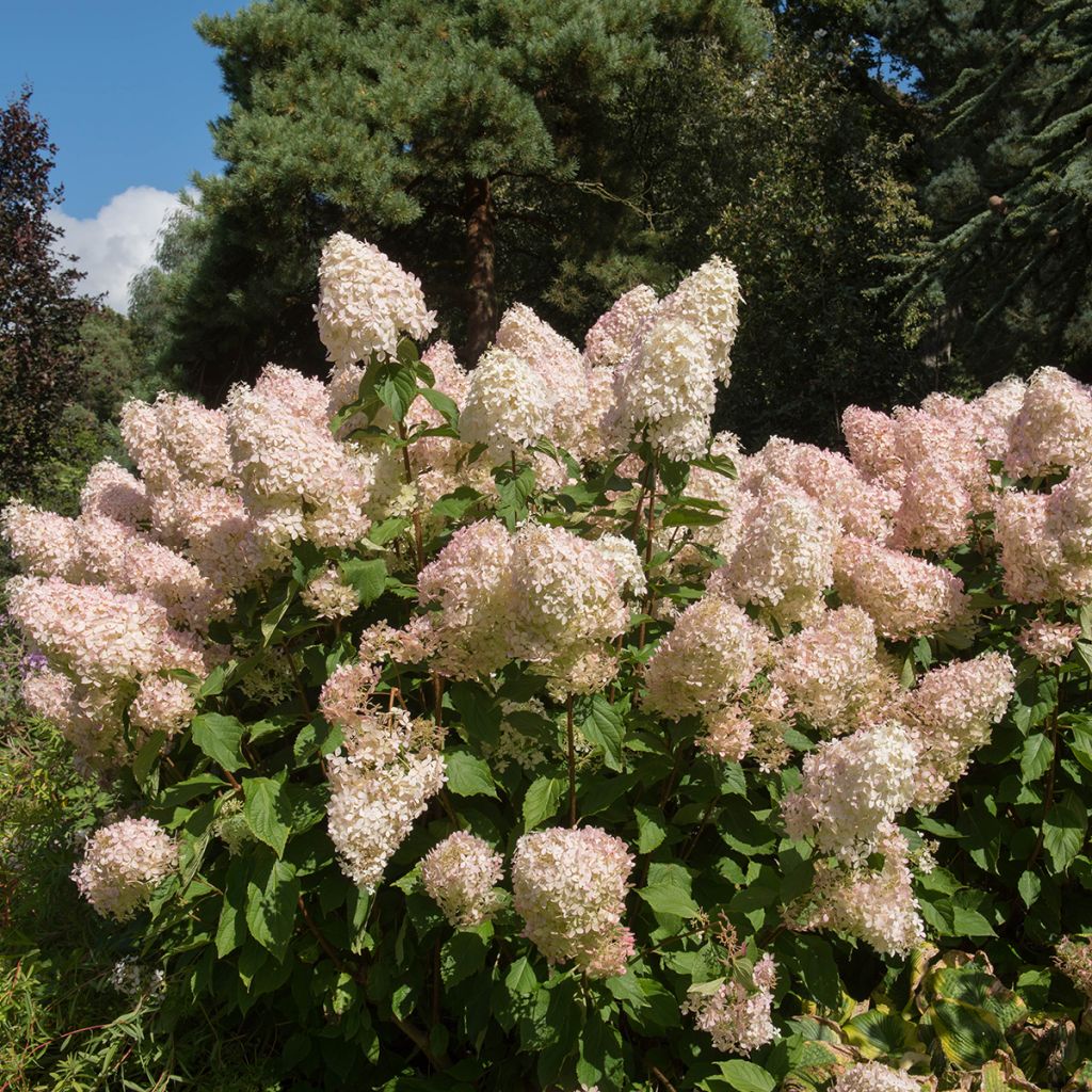 Syyshortensia Phantom