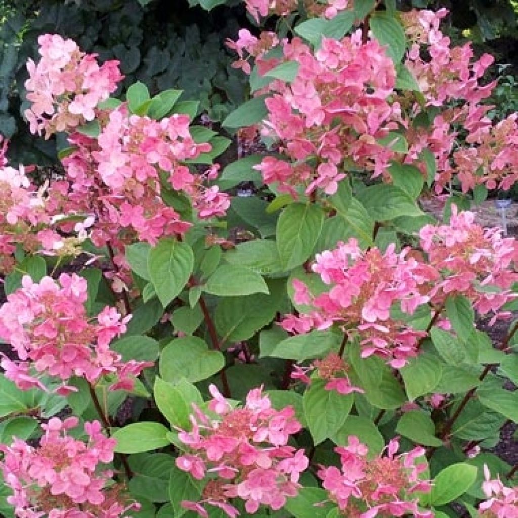 Syyshortensia Pink diamond
