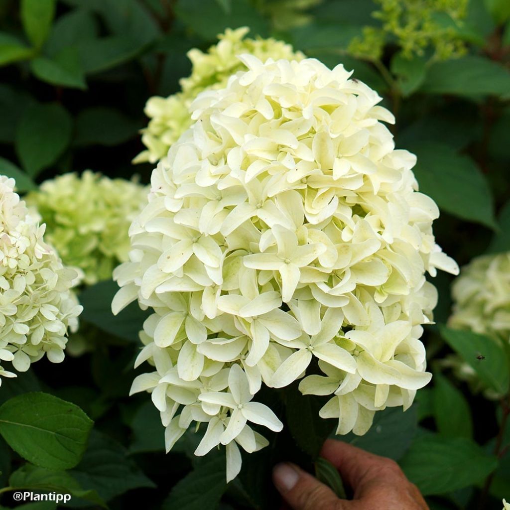 Syyshortensia Skyfall