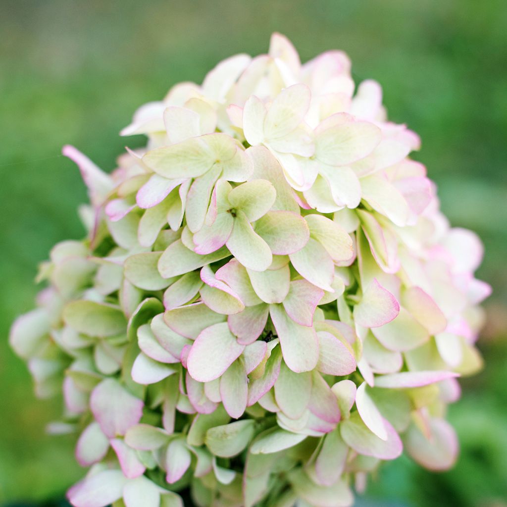Syyshortensia Skyfall