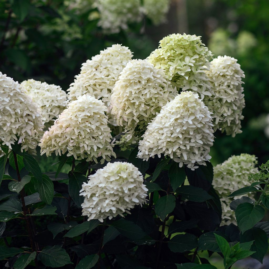 Syyshortensia Skyfall