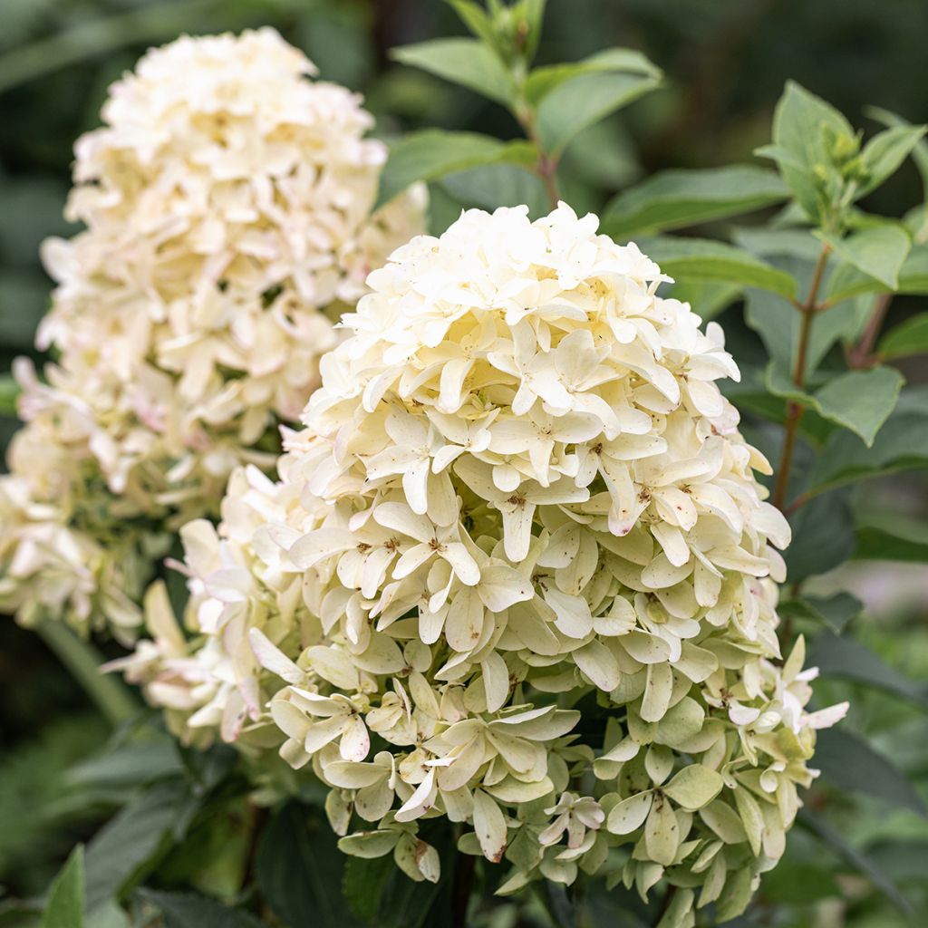 Syyshortensia Skyfall