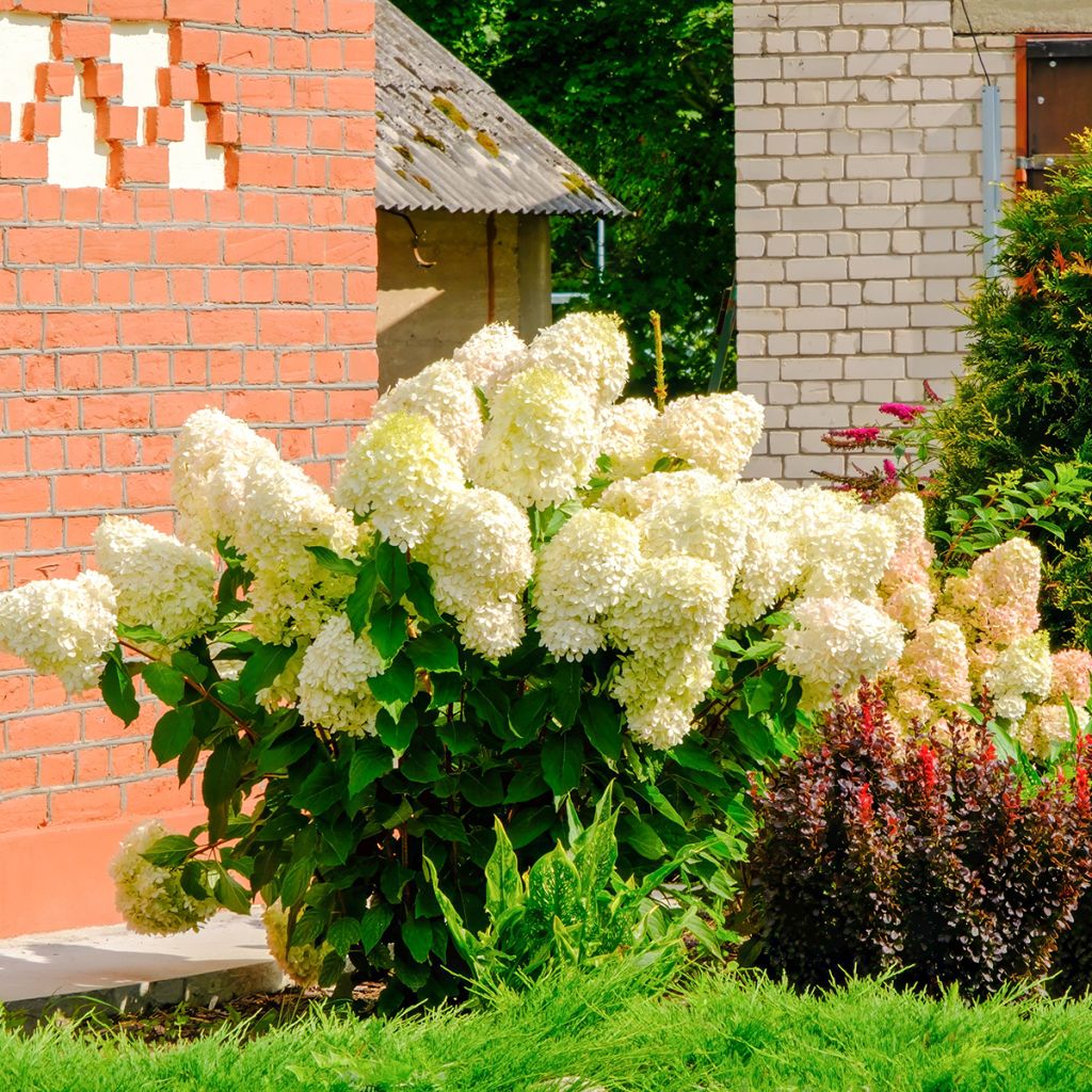 Syyshortensia Sundae Fraise