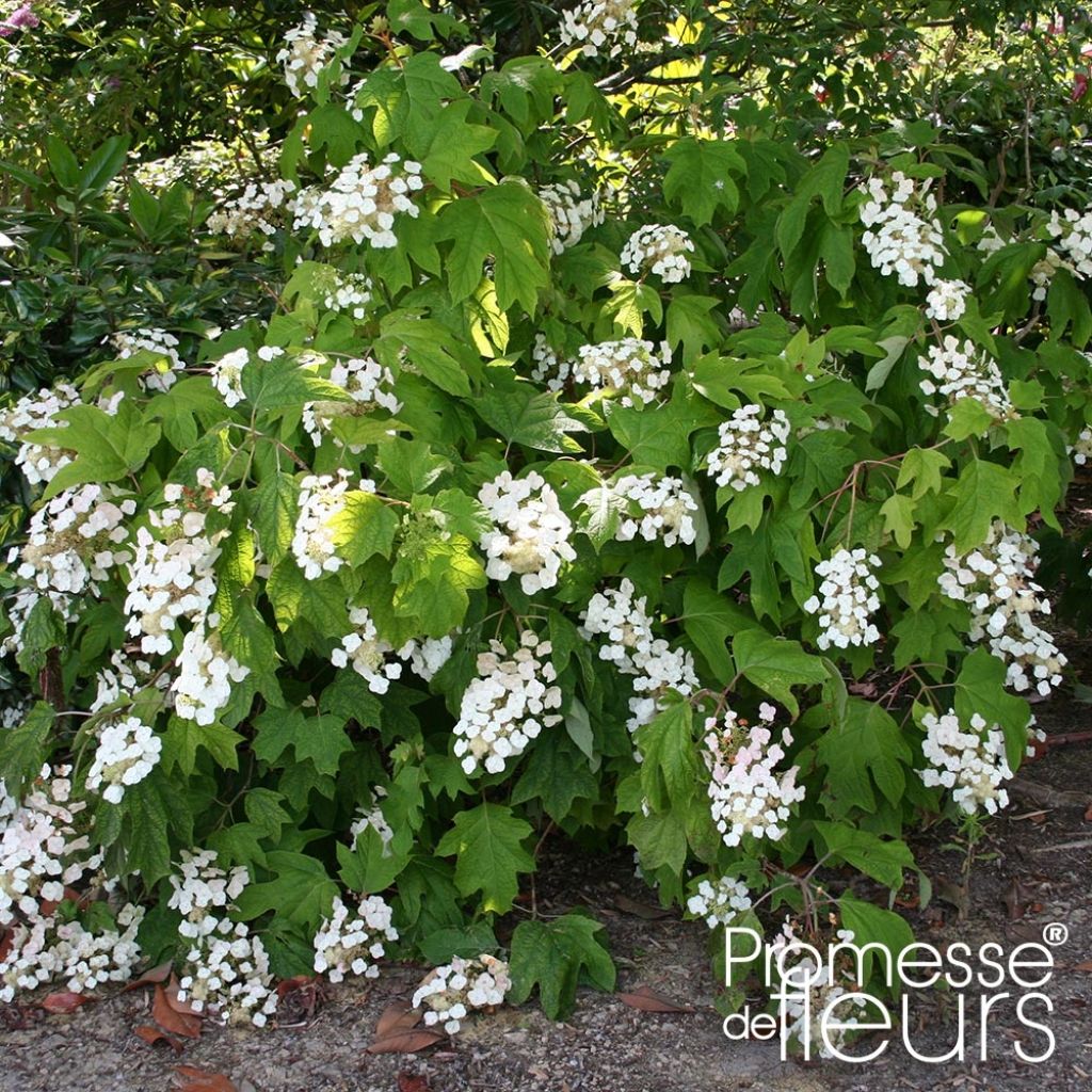 Tammihortensia Alice
