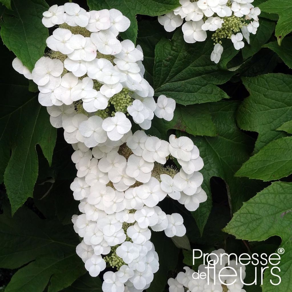 Tammihortensia Alice