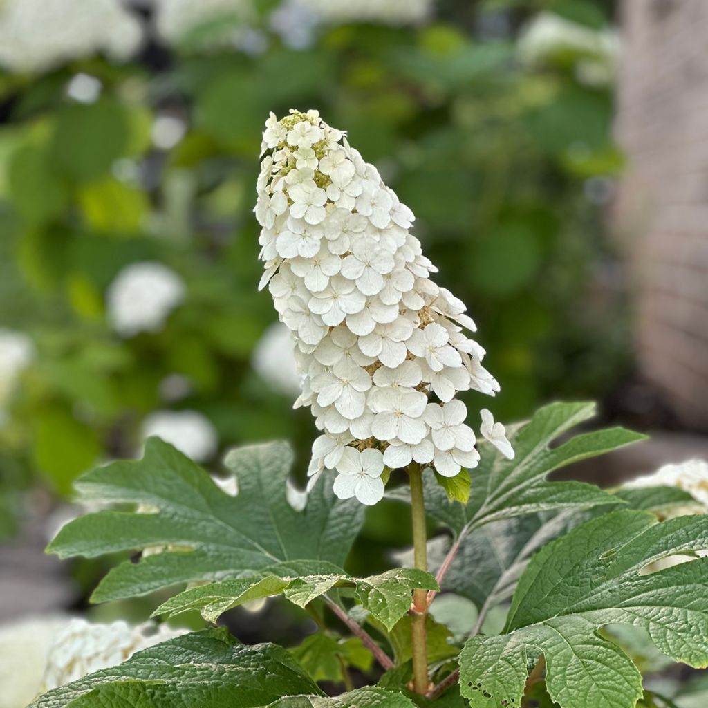Tammihortensia Alice