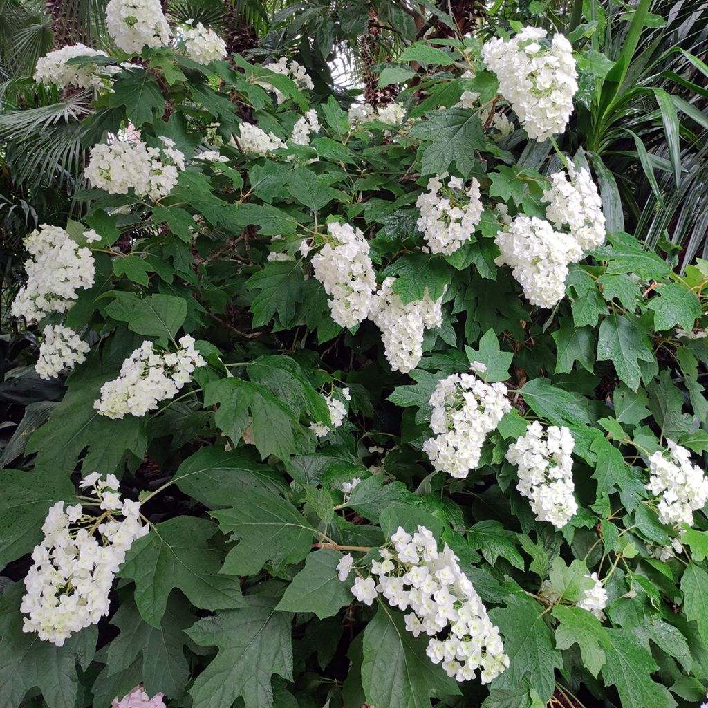 Tammihortensia Alice