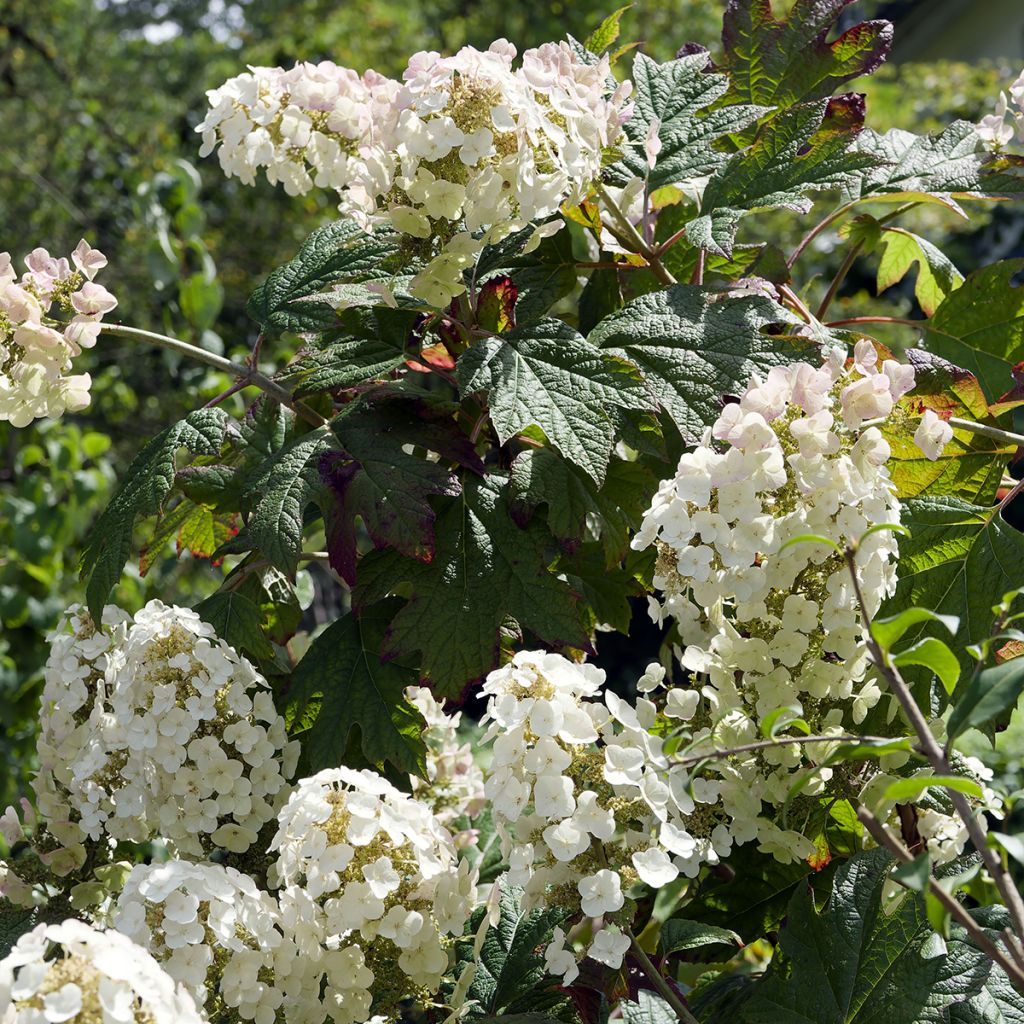 Tammihortensia Applause