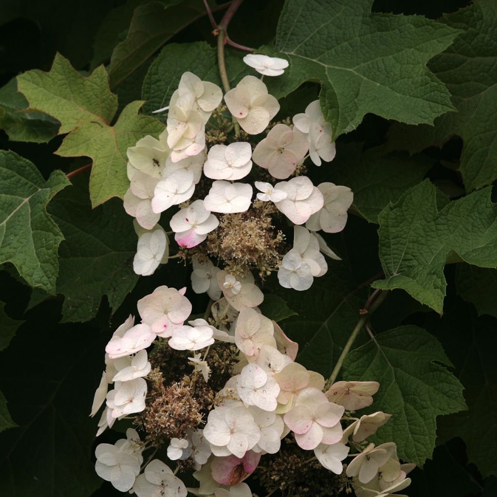 Tammihortensia Burgundy