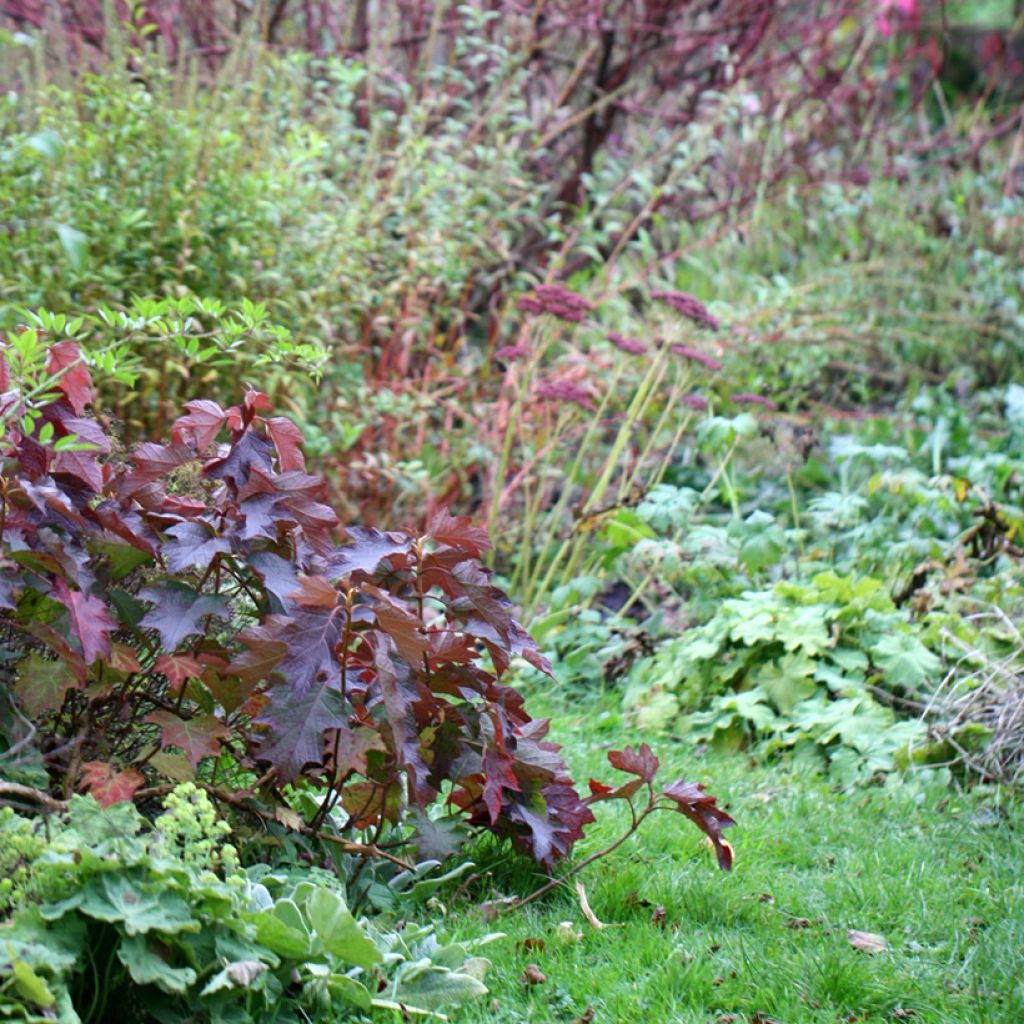Tammihortensia Burgundy