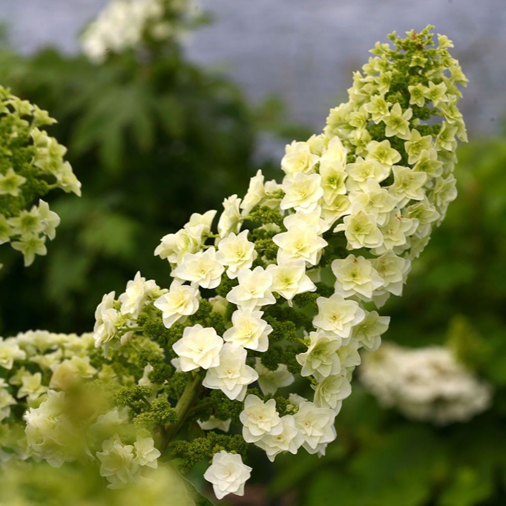 Tammihortensia Gatsby Star