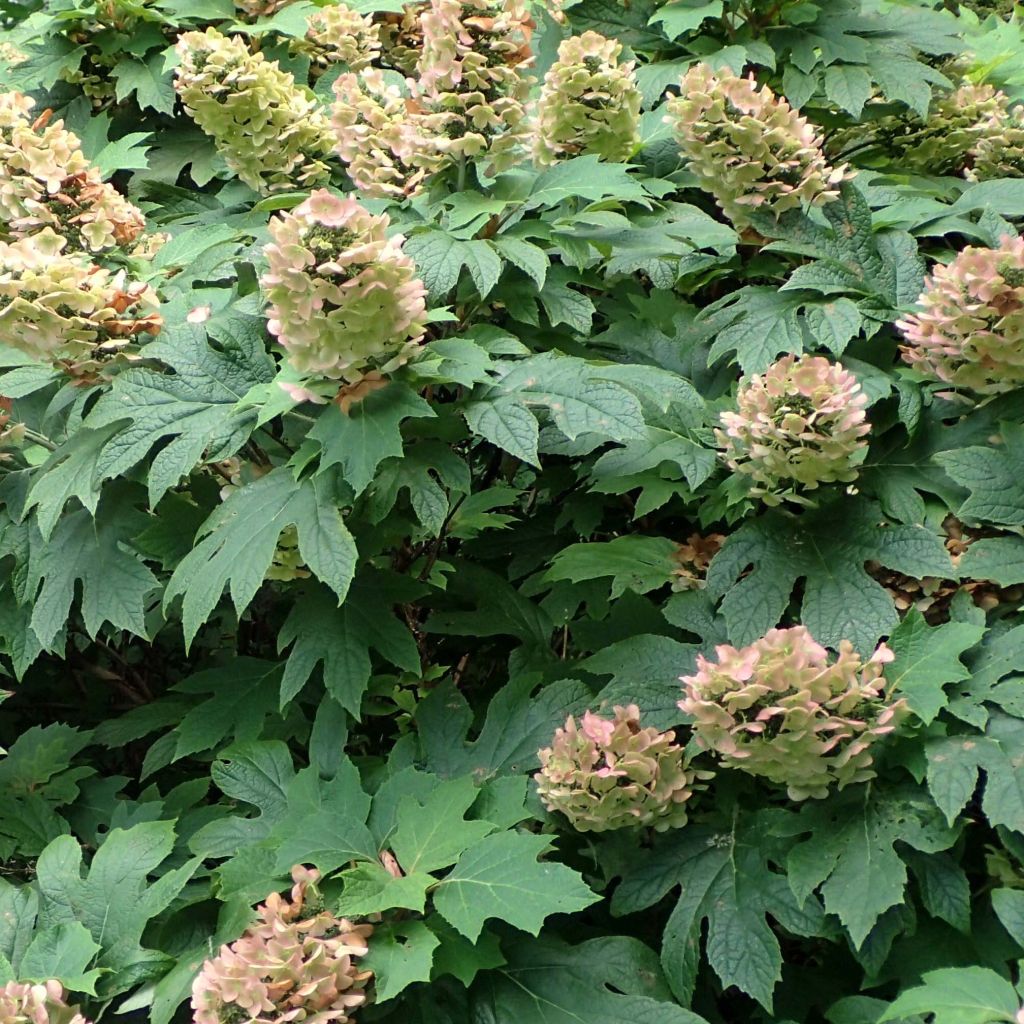 Tammihortensia Jetstream