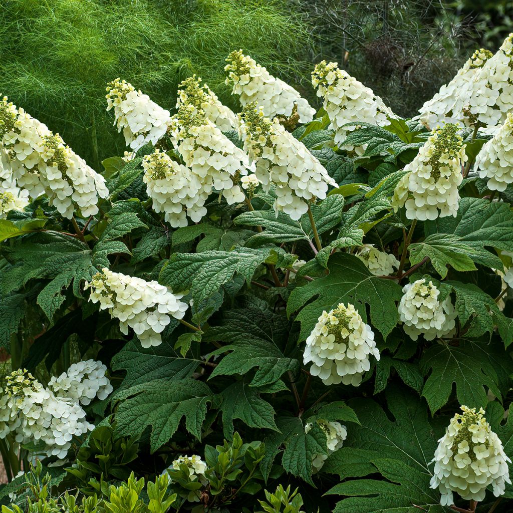 Tammihortensia Jetstream