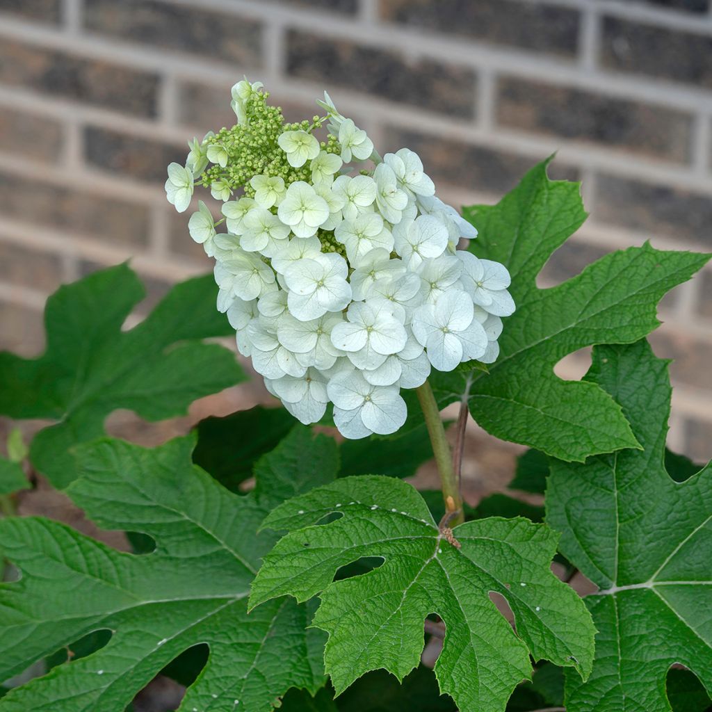 Tammihortensia Jetstream