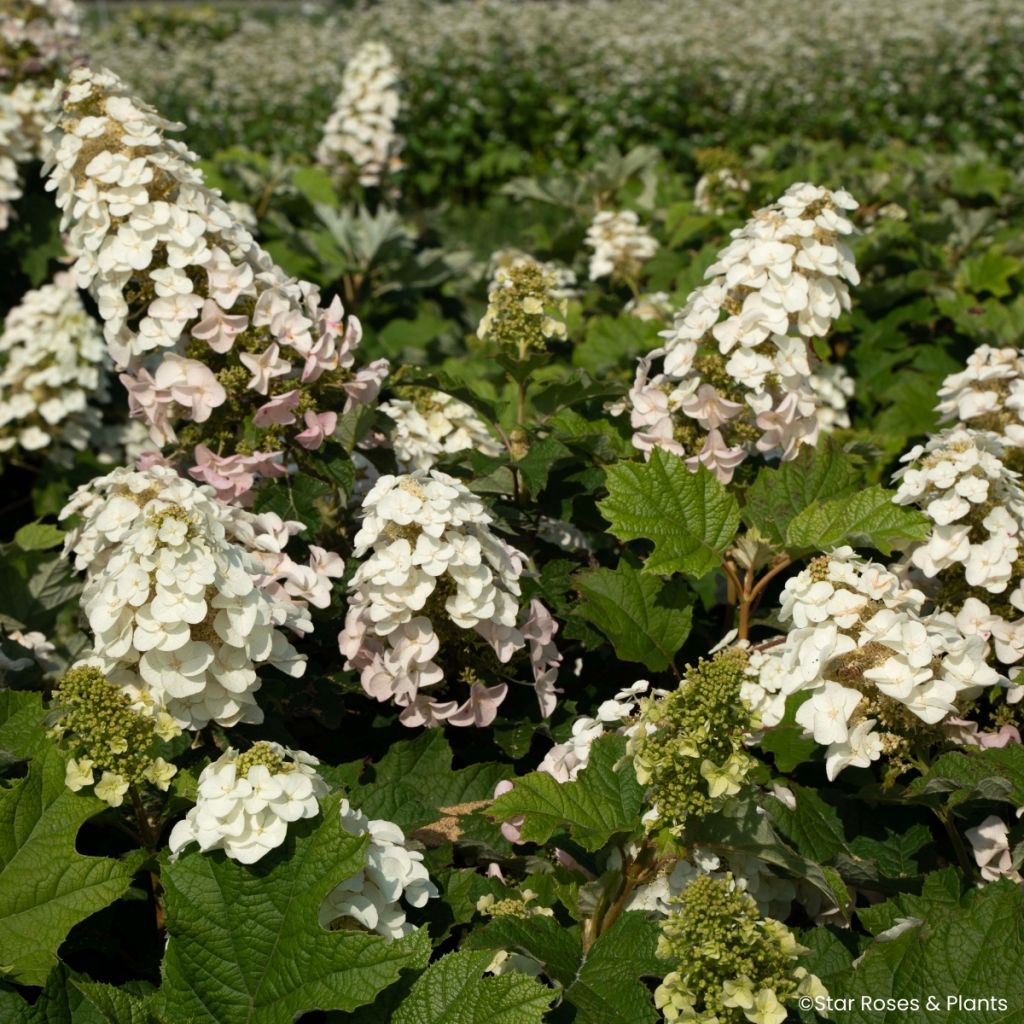 Tammihortensia Little Yeti