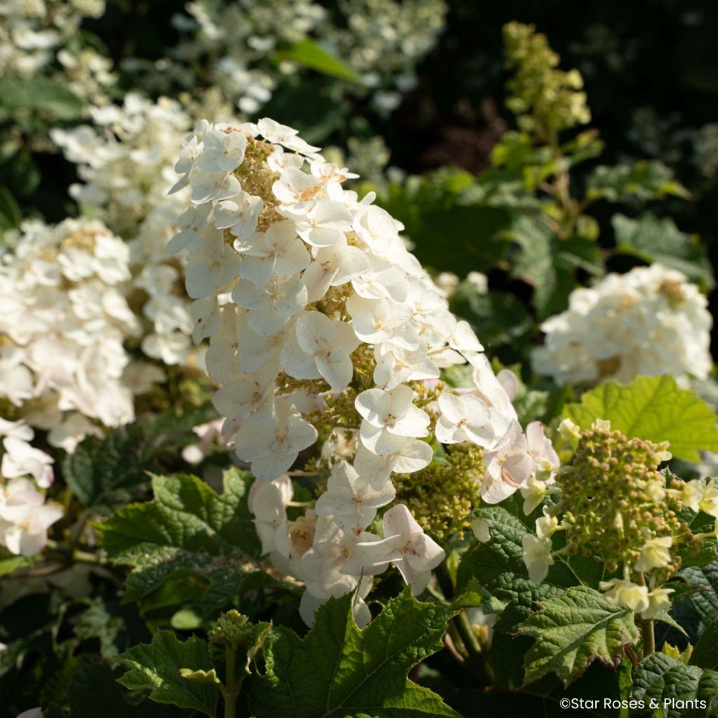 Tammihortensia Little Yeti