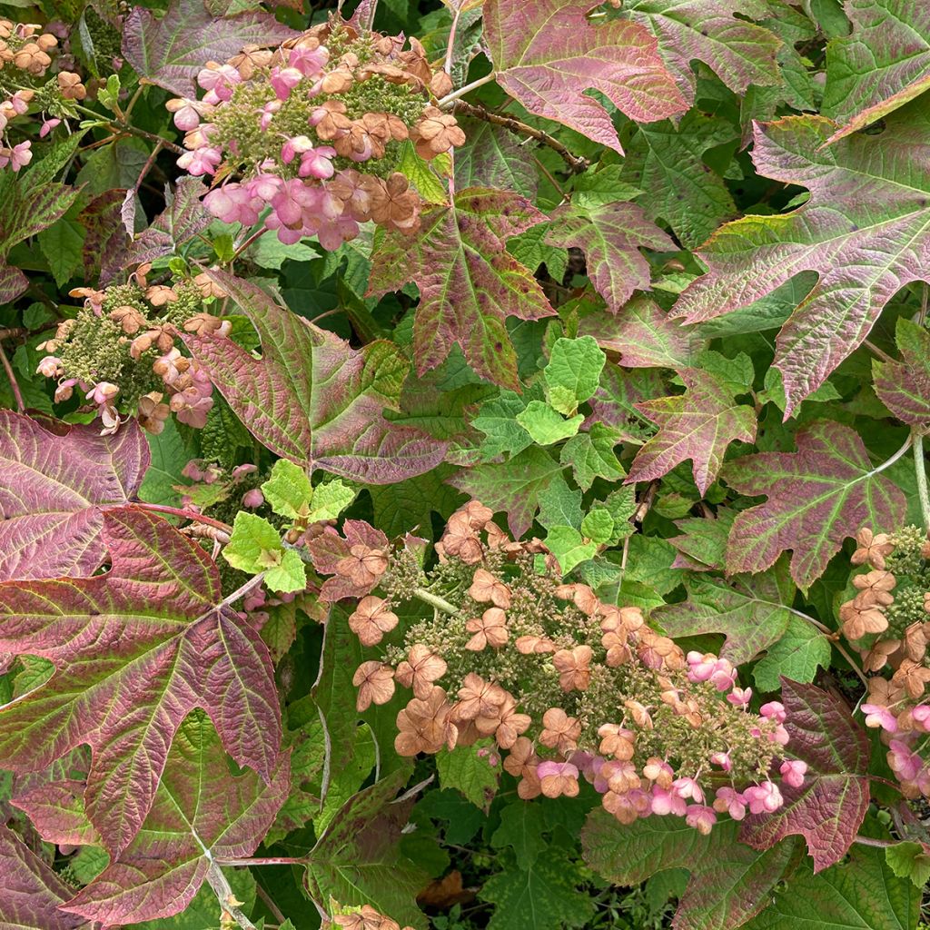 Tammihortensia Ruby Slippers
