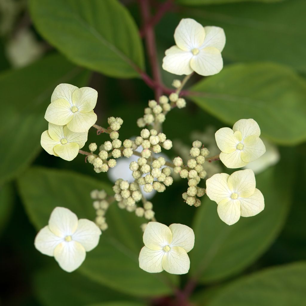 Tammihortensia Snow Queen