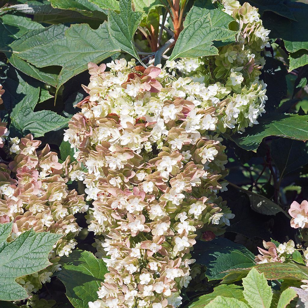 Tammihortensia Snowflake
