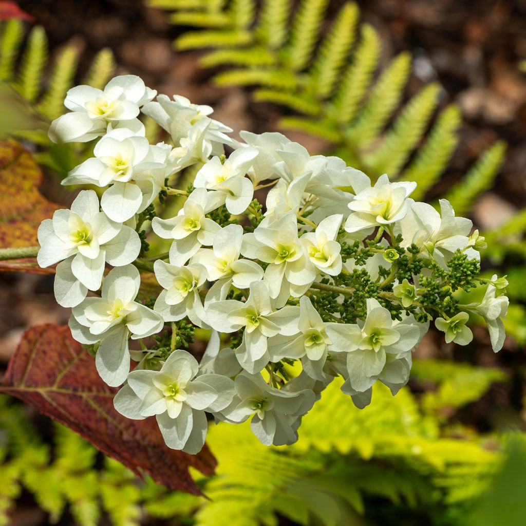 Tammihortensia Snowflake