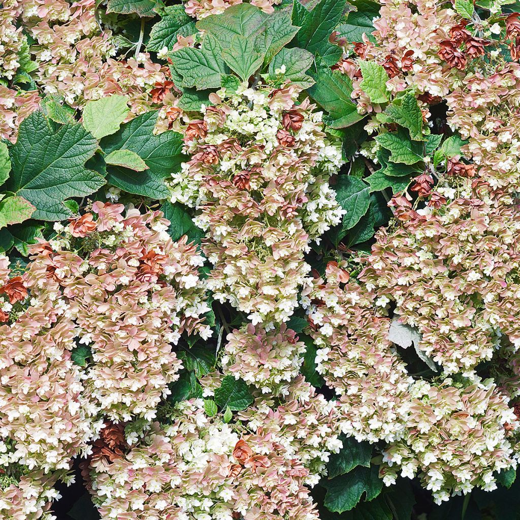 Tammihortensia Snowflake