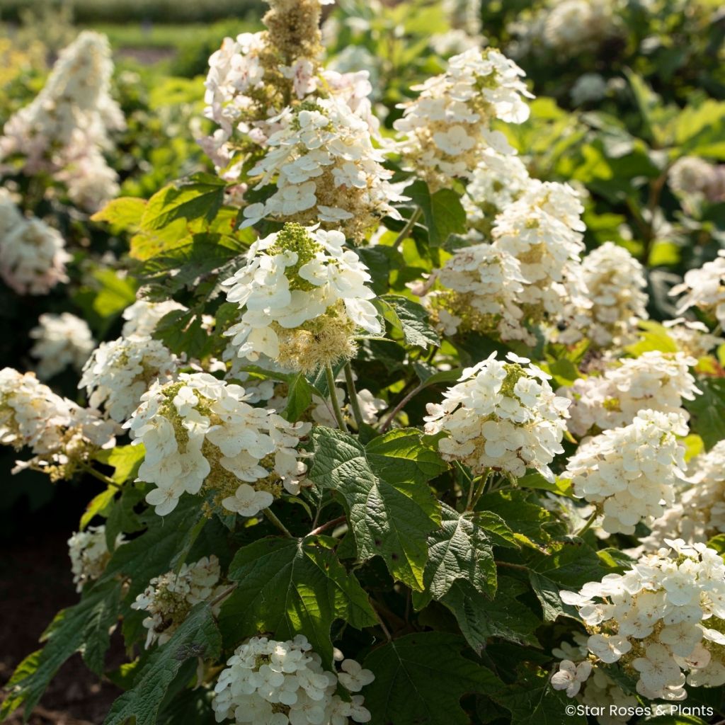 Tammihortensia Yeti